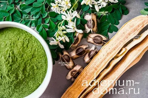Qudarti Moringa Capsules – Natural Energy Boost Backed by Powerful Nutrition